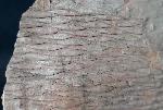 Sigillaria sp. BRONGNIART 1822 - Bild &copy; FossNet FossilienStore